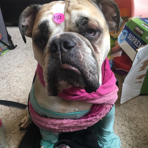 Welcome to my closet! Enjoy a few pictures of my bully and his baby ❤️❤️ - Picture 1 of 16